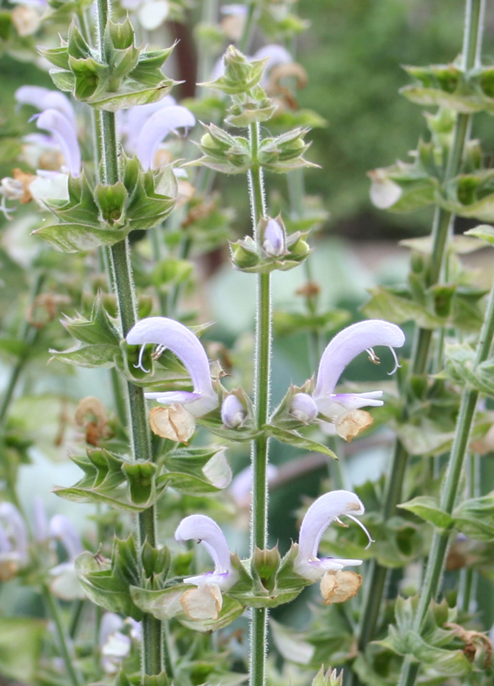 Image of Salvia sclarea specimen.