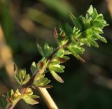 Veronica arvensis