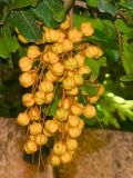 Cupaniopsis anacardioides