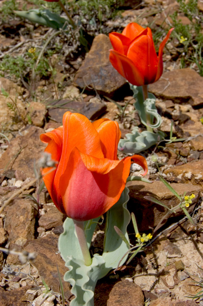 Изображение особи Tulipa alberti.