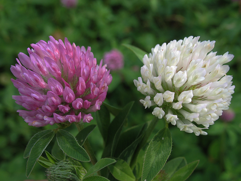 Изображение особи Trifolium pratense.