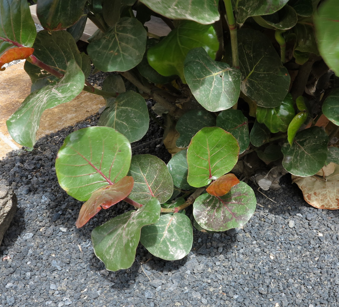 Image of Coccoloba uvifera specimen.
