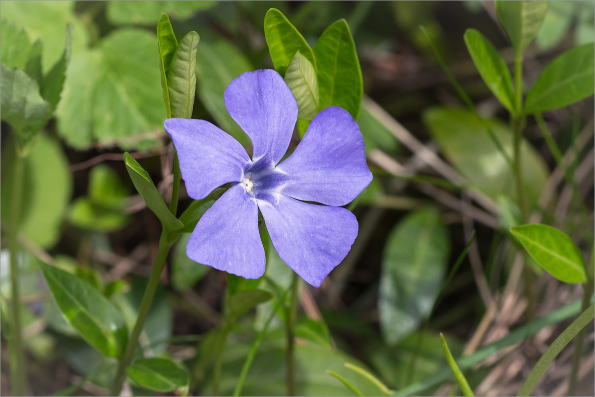 Изображение особи Vinca minor.