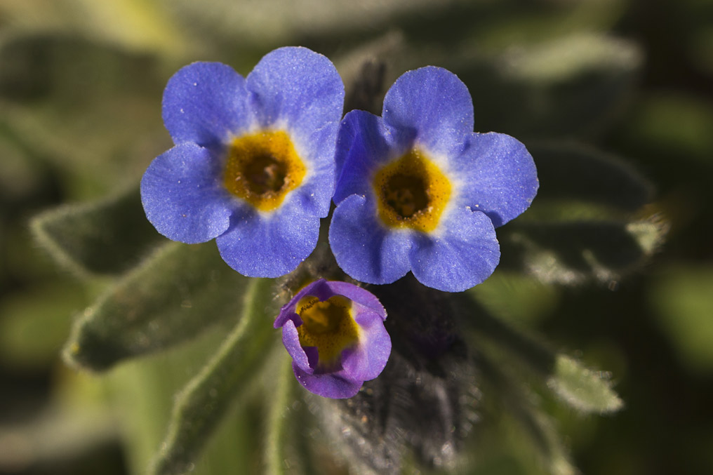 Image of Alkanna areolata specimen.