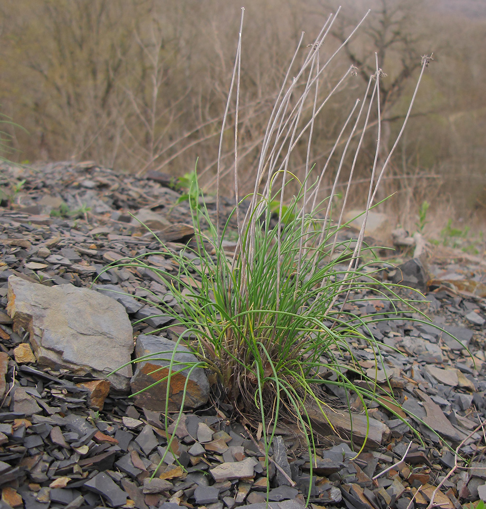 Image of Allium psebaicum specimen.