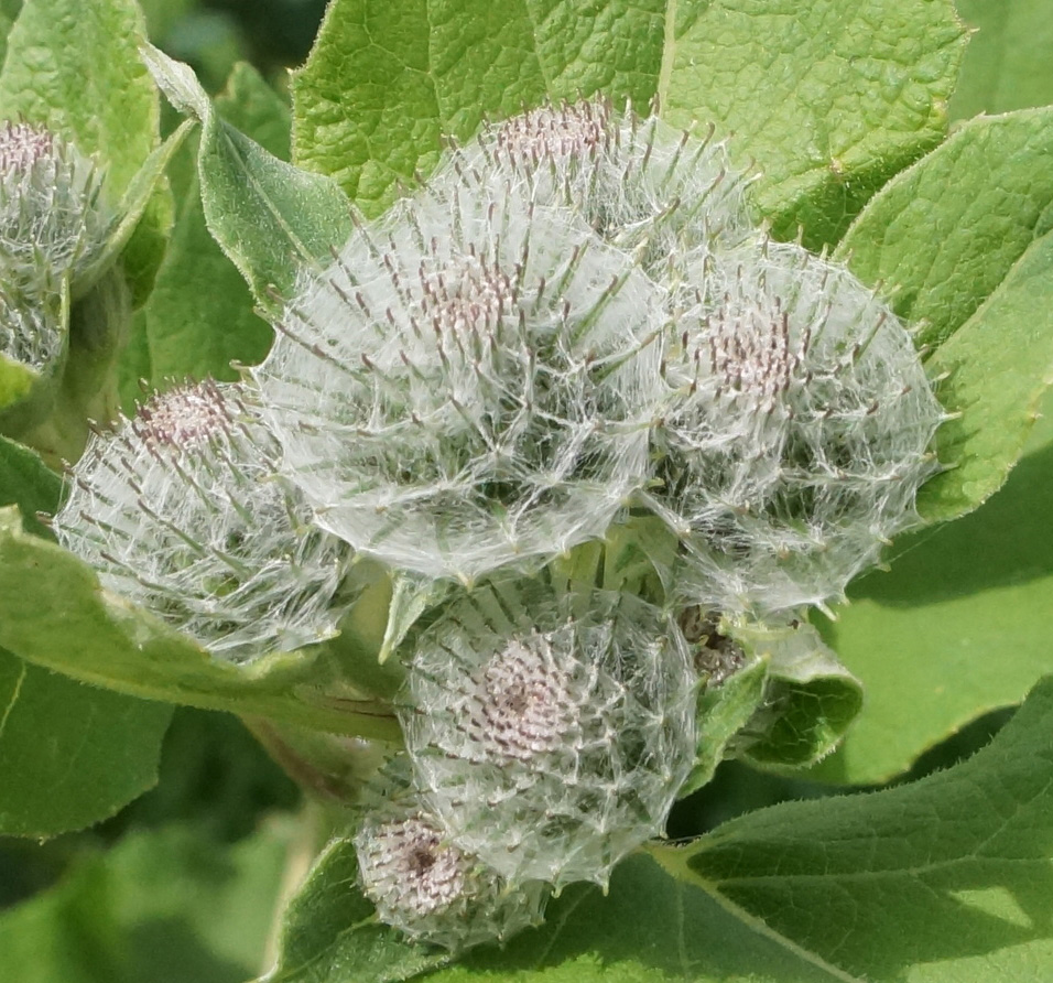 Изображение особи Arctium tomentosum.