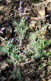 Astragalus pendulinus