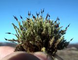 genus Racomitrium