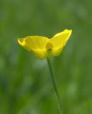 Ranunculus pedatus