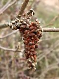 Rhus coriaria. Соплодие. Испания, Кастилия-Ла-Манча, окр. г. Cuenca, горный склон. Январь 2016 г.