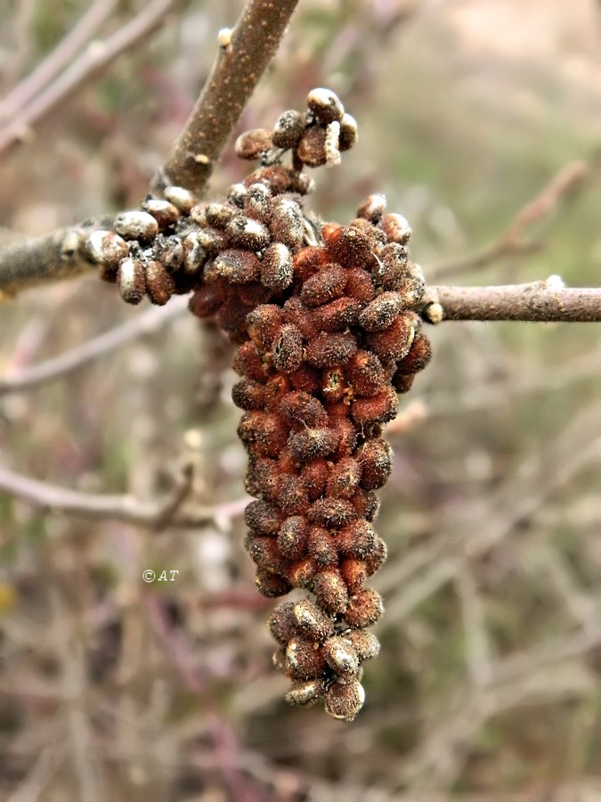 Image of Rhus coriaria specimen.