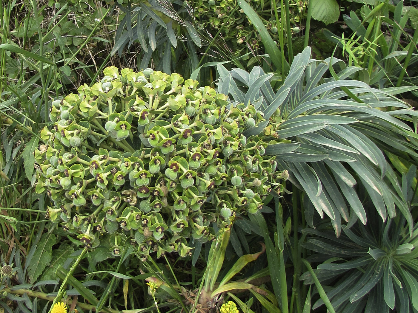 Изображение особи Euphorbia characias.