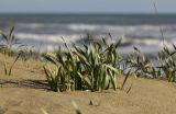 Pancratium maritimum. Вегетирующие растения на песчаной дюне. Греция, Пелопоннес, окр. г. Пиргос, окр. дер. Спьянтза, пляж. 21.03.2015.