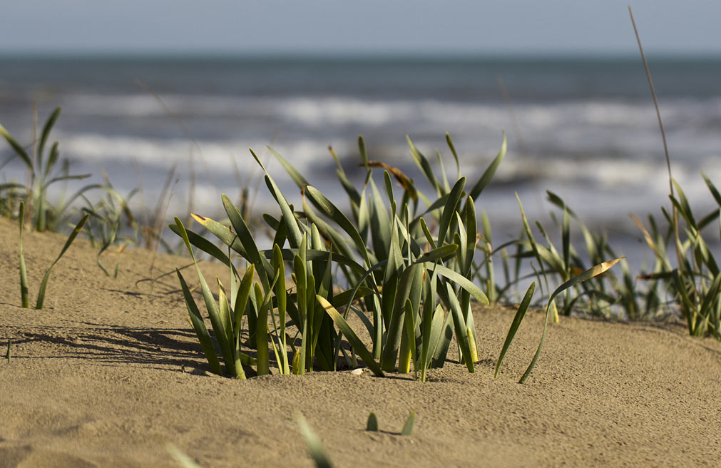 Изображение особи Pancratium maritimum.