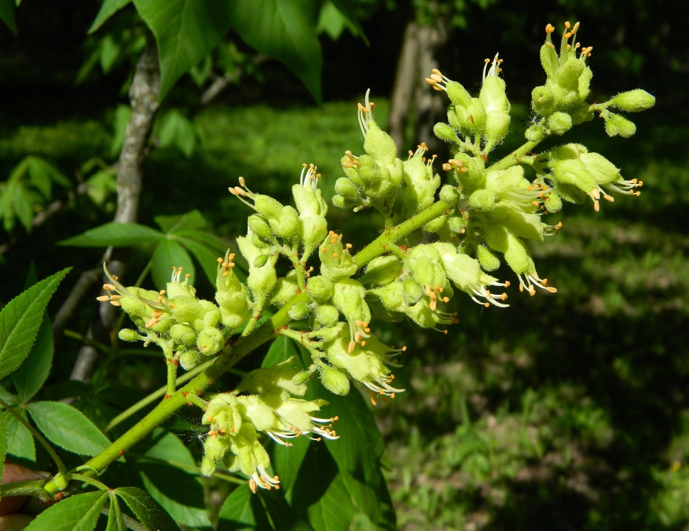 Изображение особи Aesculus glabra.