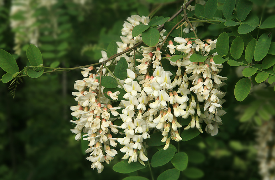 Изображение особи Robinia pseudoacacia.