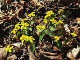 Viola orientalis