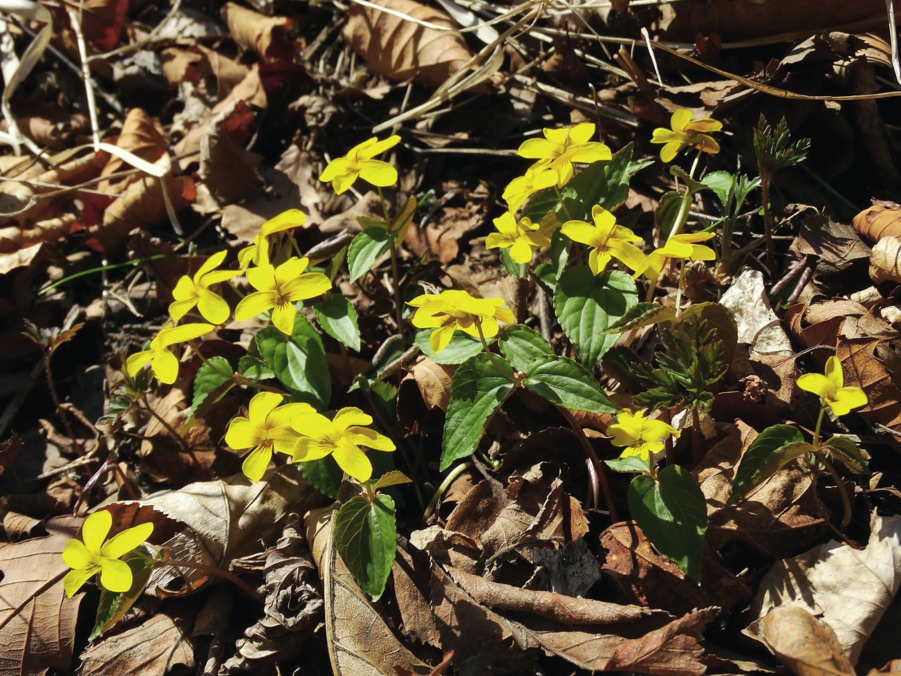 Изображение особи Viola orientalis.