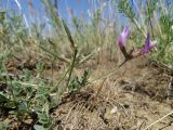 Astragalus stenoceras