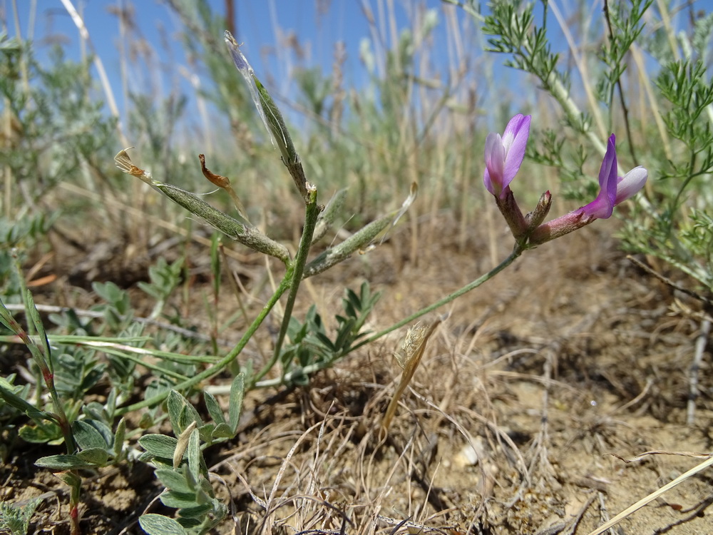 Изображение особи Astragalus stenoceras.