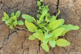 genus Salvia. Вегетирующие растения. Ростовская обл., Неклиновский р-н, Самбекское с/п, дол. р. Самбек, на вертикальной стенке. 24.06.2016.