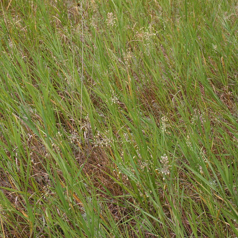 Image of Allium paczoskianum specimen.