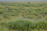 Lavandula angustifolia