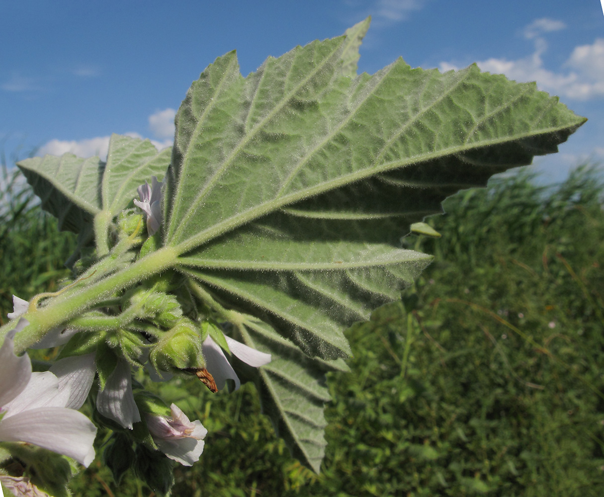 Изображение особи Althaea officinalis.