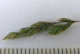 Festuca pratensis