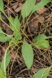 genus Veronica. Листья в основании побега. Ростовская обл., Аксайский р-н, окр. хут. Александровка. 24.07.2016.