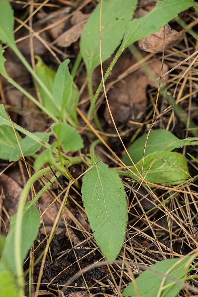 Image of genus Veronica specimen.