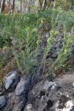 Onosma caucasica