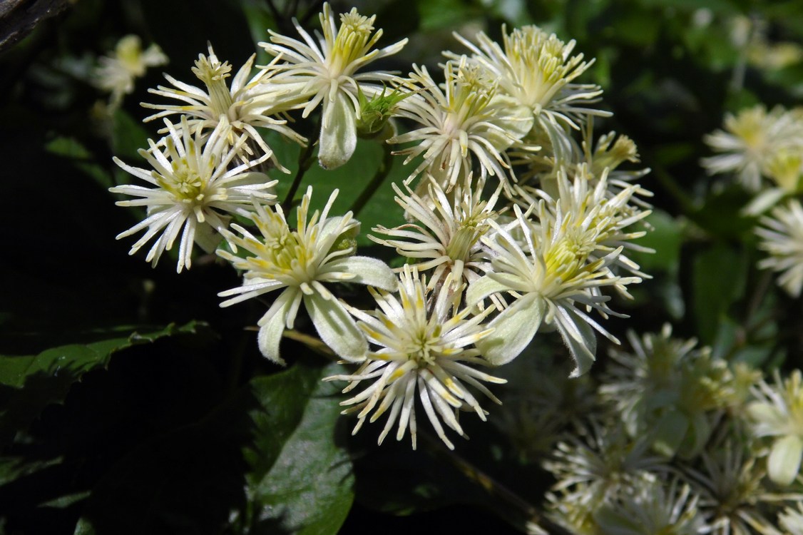 Image of Clematis vitalba specimen.