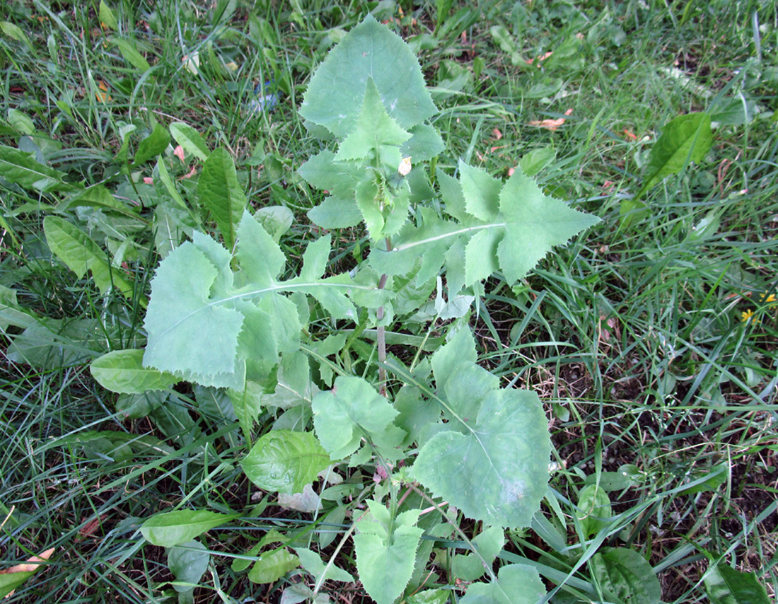 Изображение особи Sonchus oleraceus.