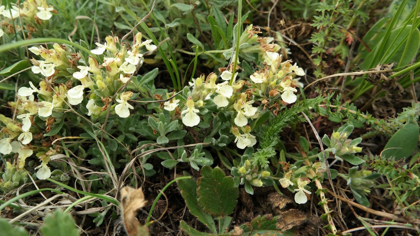 Изображение особи Teucrium jailae.