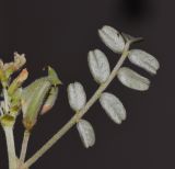 Astragalus arpilobus