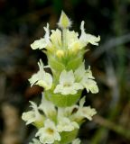 Sideritis catillaris