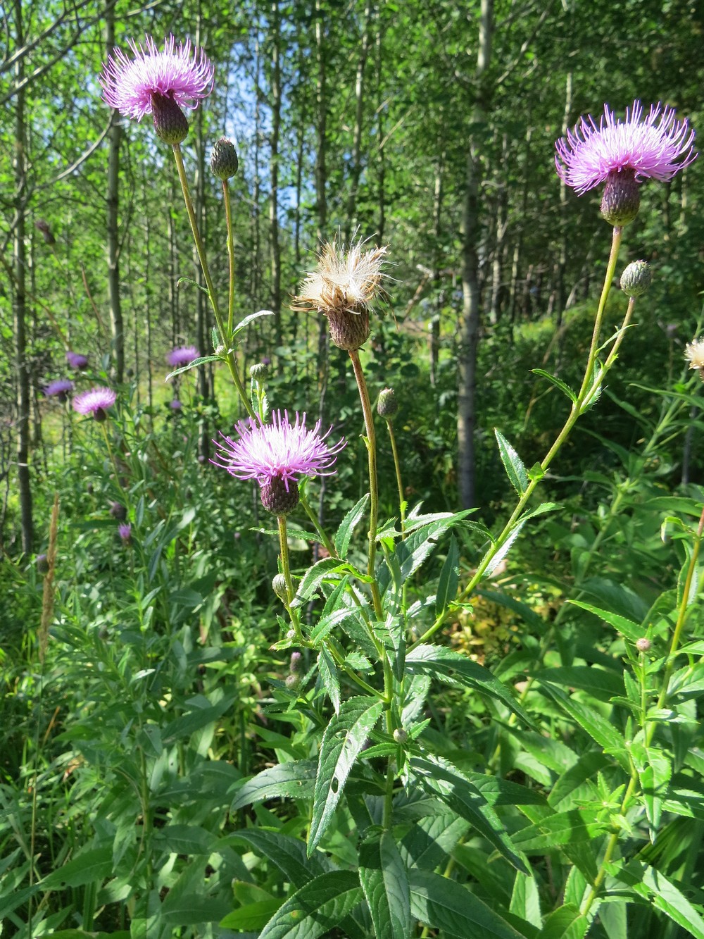 Image of Cirsium serratuloides specimen.