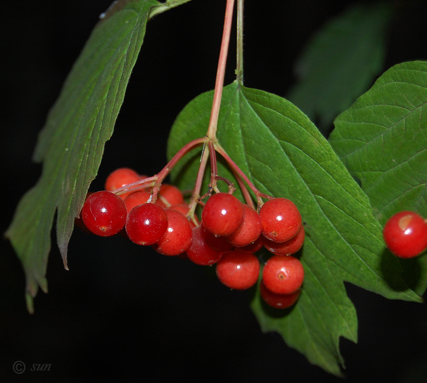 Image of Viburnum opulus specimen.