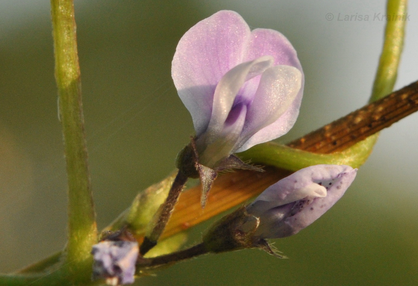 Изображение особи Glycine soja.