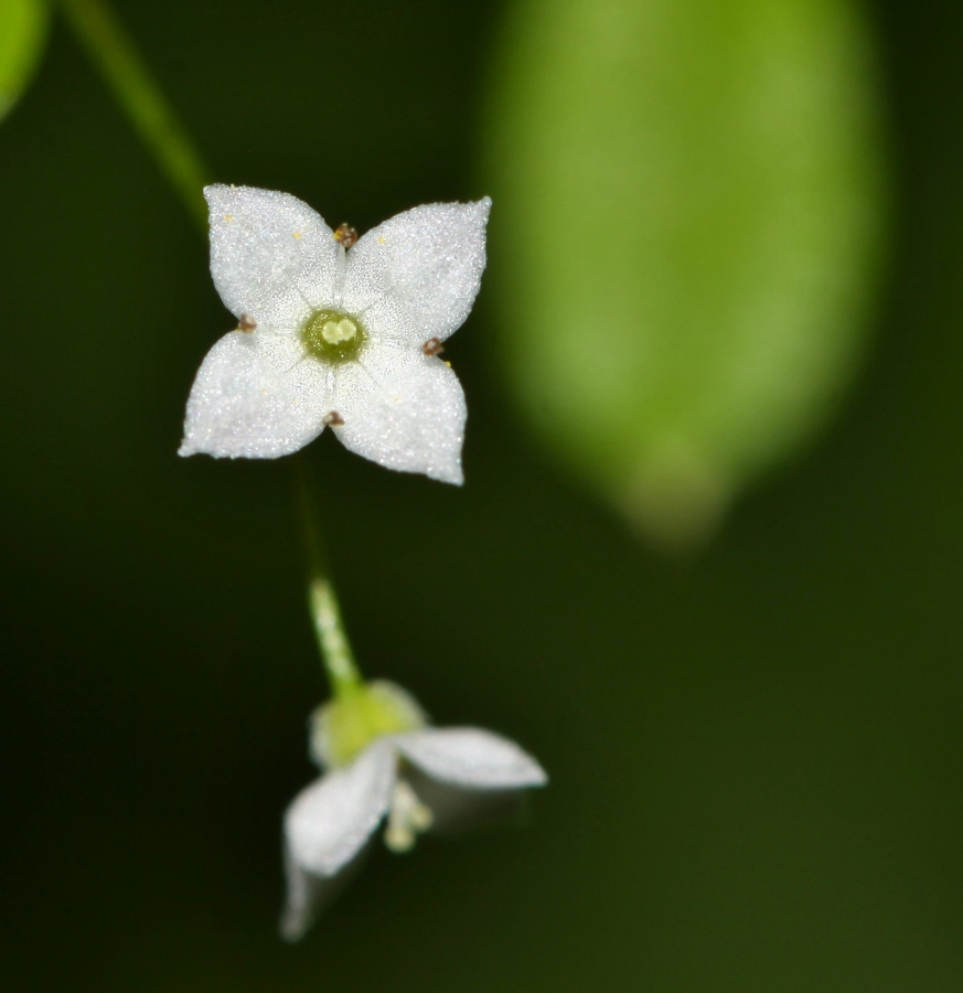Изображение особи Galium davuricum.