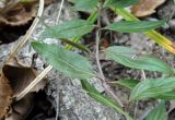 Veronica umbrosa