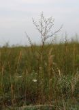 Artemisia scoparia. Цветущее растение. Хакасия, окр. с. Аршаново, типчаково-полынная интенсивно выпасаемая степь. 28.07.2016.