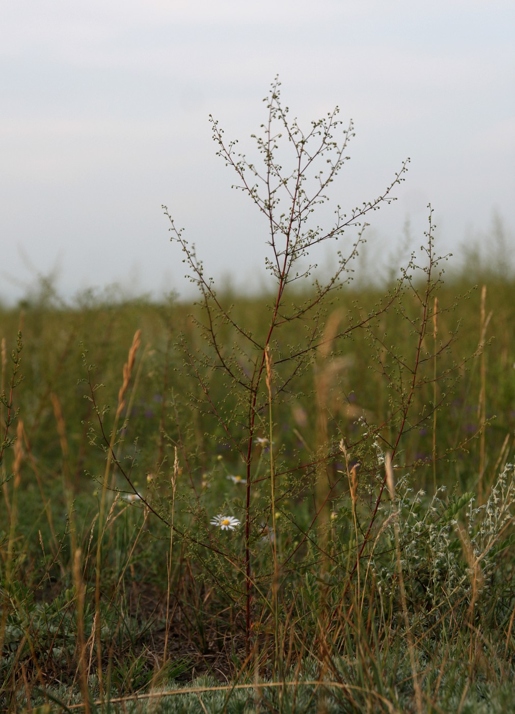 Изображение особи Artemisia scoparia.