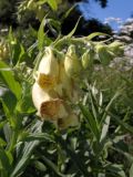 Digitalis grandiflora. Верхушка цветущего растения. Москва, ботанический сад МГУ на Воробьевых Горах, в культуре.