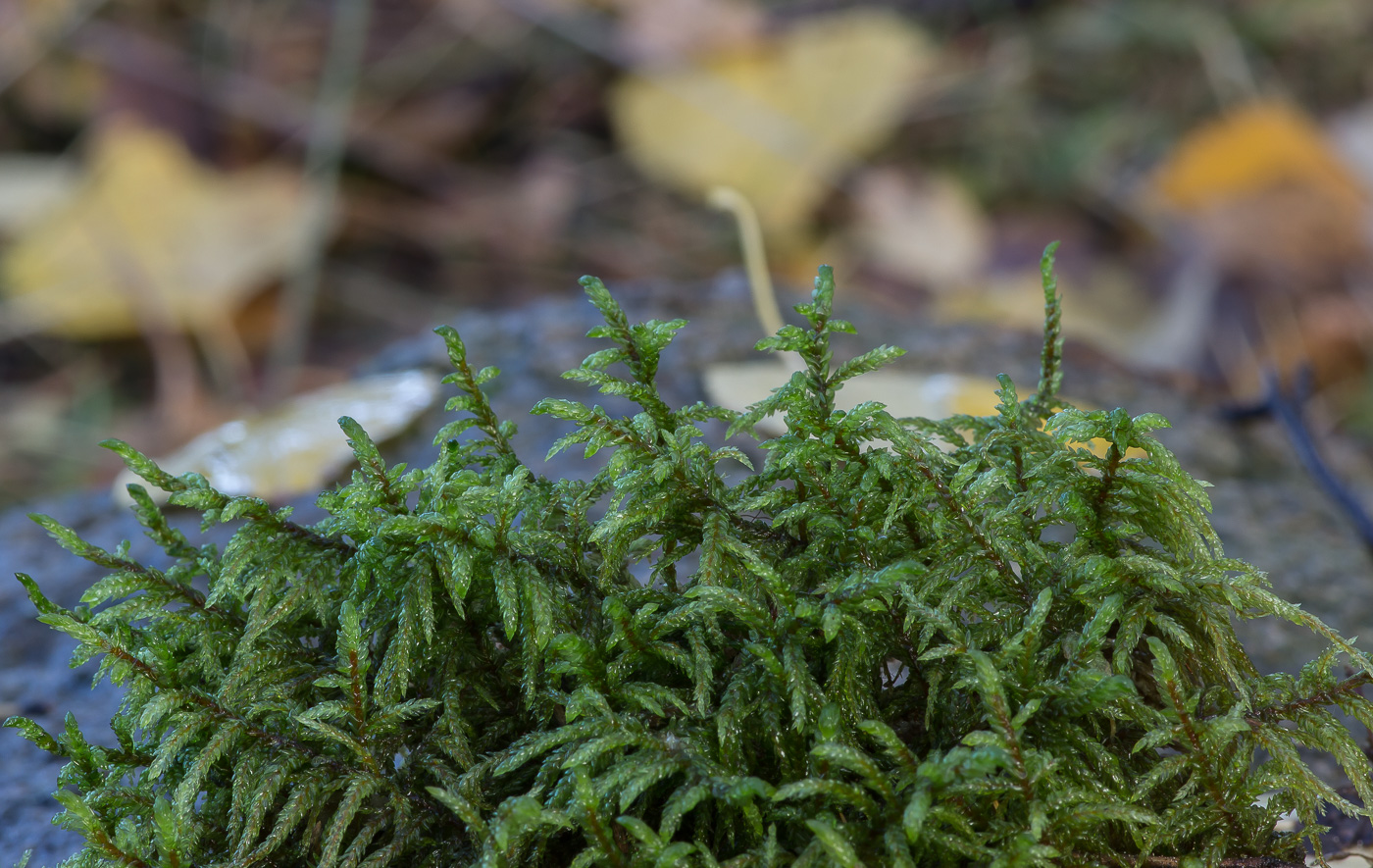 Image of Pleurozium schreberi specimen.