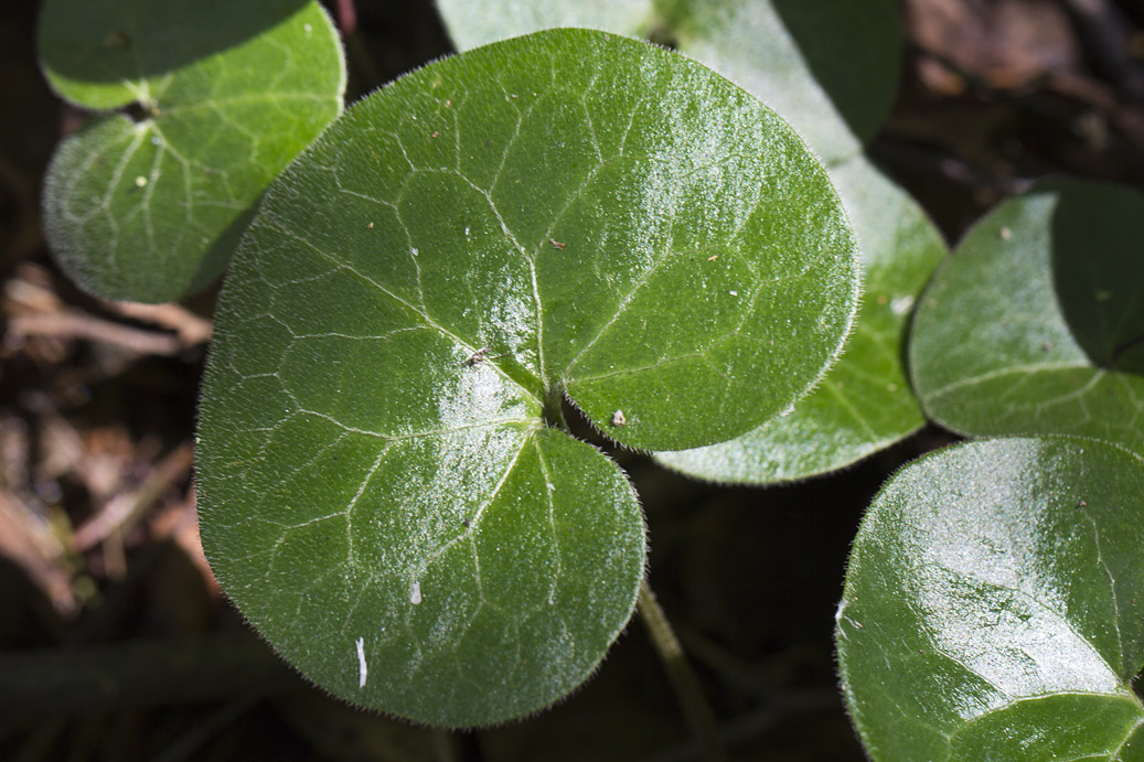 Изображение особи Asarum europaeum.