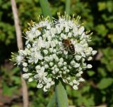 Allium cepa