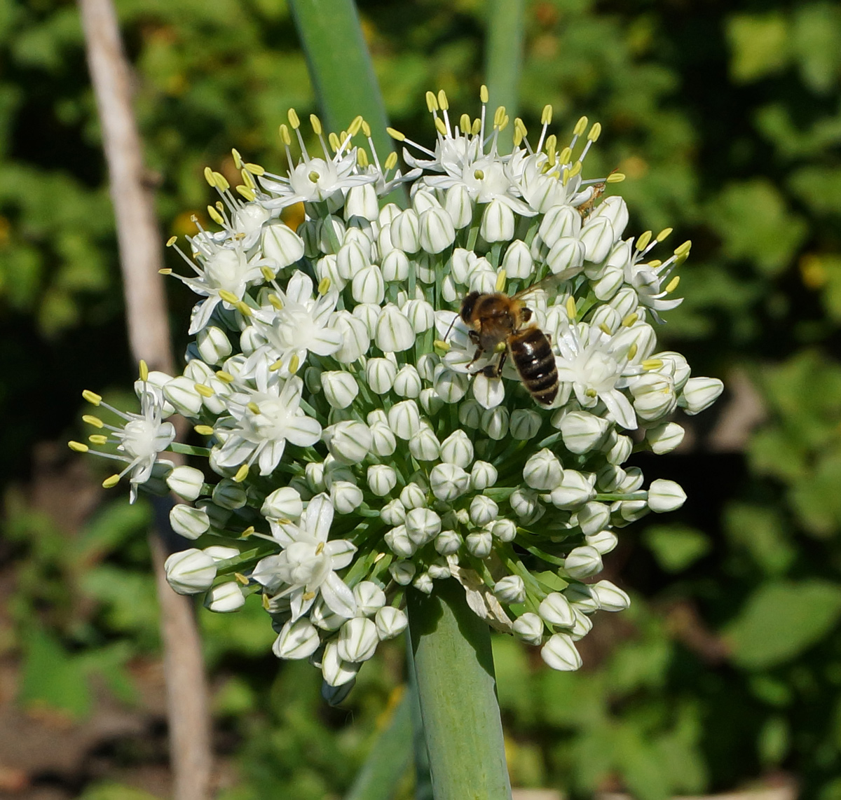 Image of Allium cepa specimen.