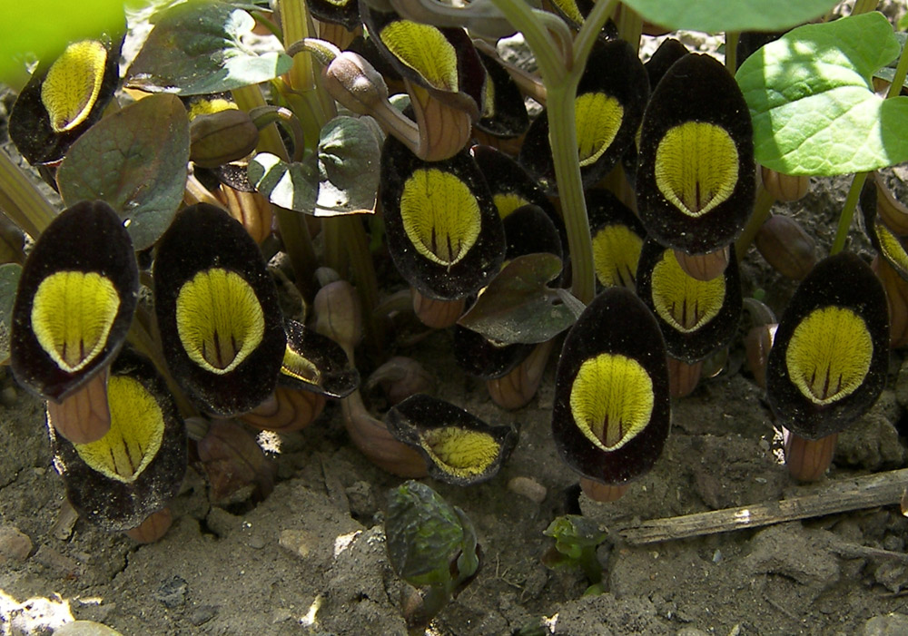 Изображение особи Aristolochia steupii.